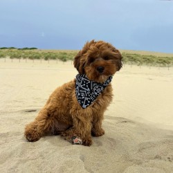 Honden Bandana Halsband Zwart