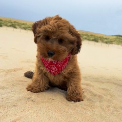 Honden Bandana Halsband Rood